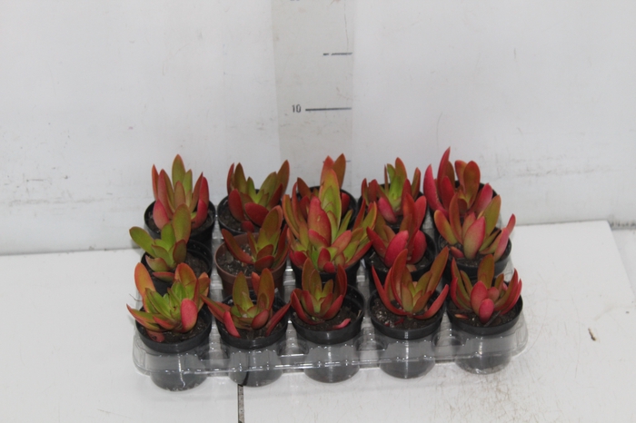 <h4>SUCULENTAS CRASSULA CAPITELLA CAMPFIRE P06</h4>
