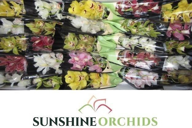 <h4>CYMB MI GEM</h4>