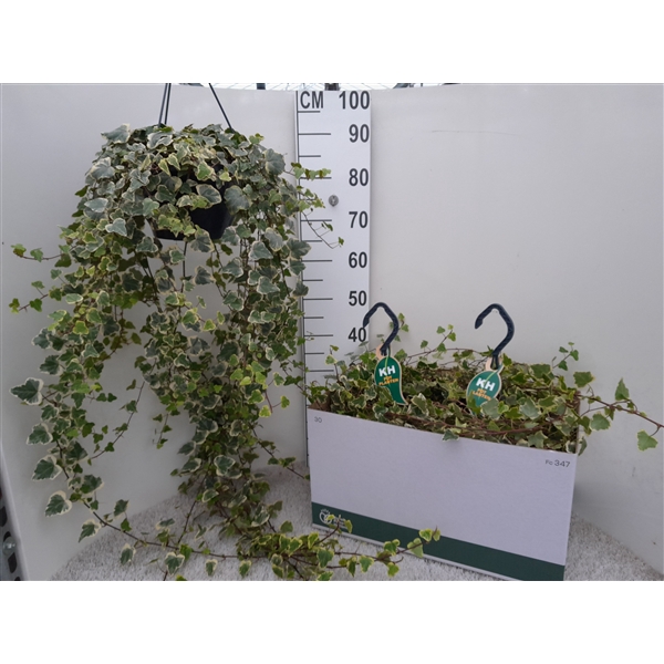 <h4>Hedera White Wonder</h4>