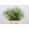 ANTHRISCUS SYLVESTRIS WIT 070CM