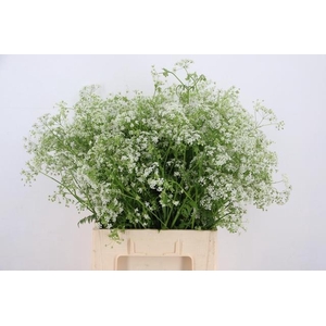ANTHRISCUS SYLVESTRIS WIT 070CM