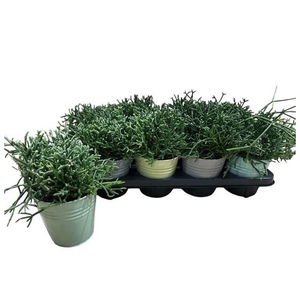 RHIPSALIS BURCHELLII
