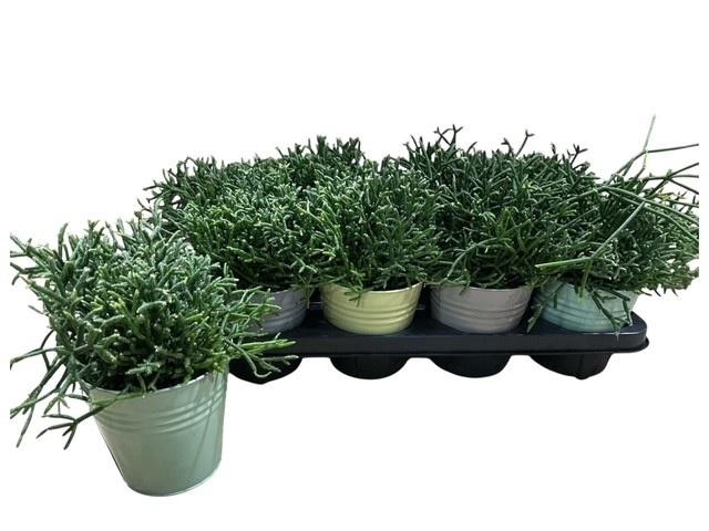 <h4>RHIPSALIS BURCHELLII</h4>