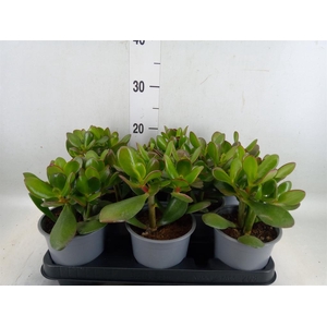 Crassula ovata
