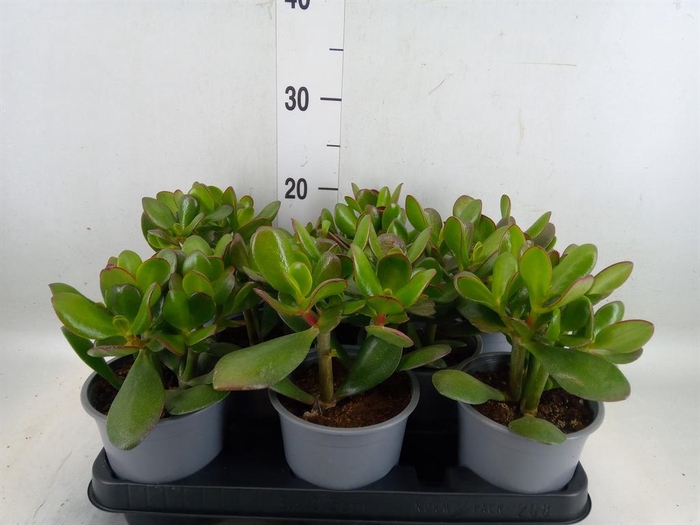 <h4>Crassula ovata</h4>