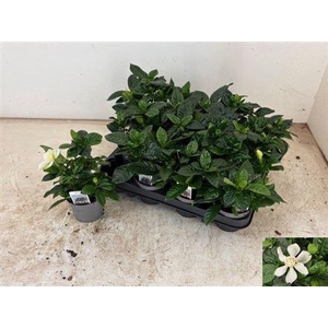 Gardenia Jasminoides