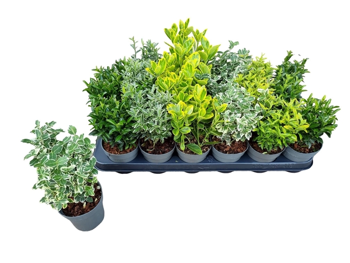 <h4>EUONYMUS JAP GEM</h4>