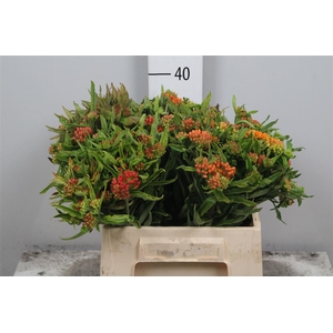 Ascl Tuberosa