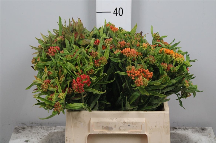 <h4>Ascl Tuberosa</h4>