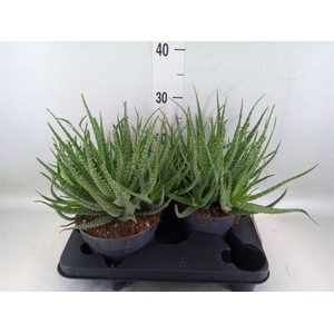 Aloe humilis