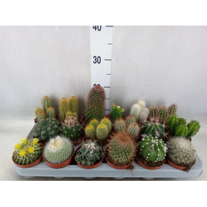 Cactus   ...mix