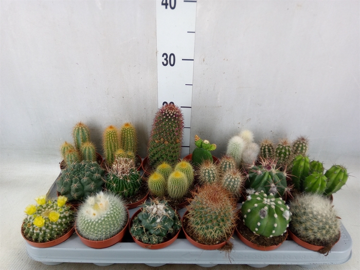 <h4>Cactus   ...mix</h4>