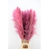 DF Pampas 130cm L.Pink