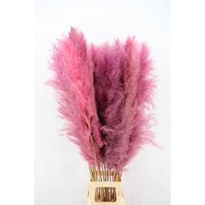 DF Pampas 130cm L.Pink
