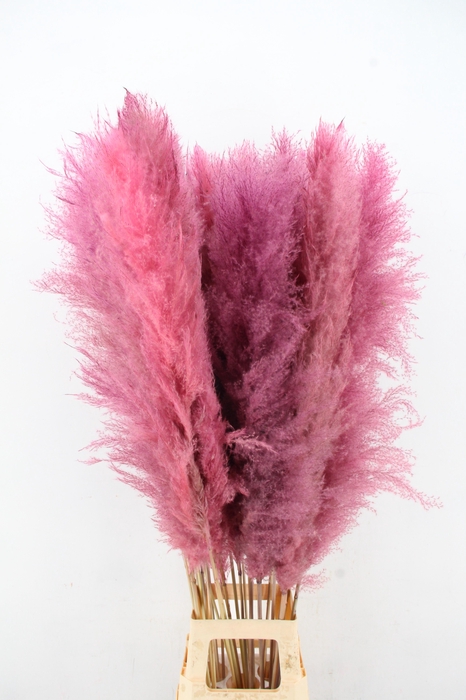 DF Pampas 130cm L.Pink