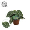 Peperomia