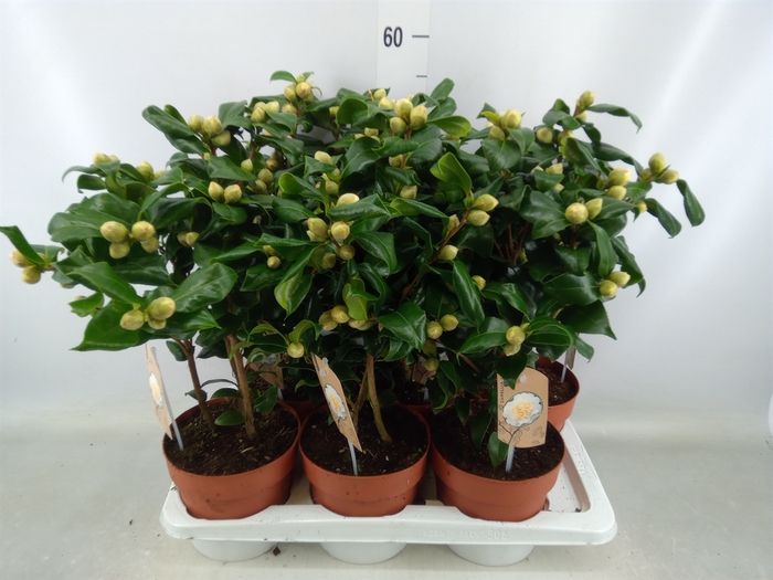 <h4>Camellia japonica 'Brushfield Yell'</h4>