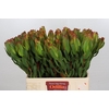 Leucadendron Laurel Yellow