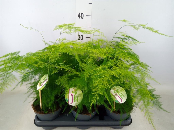 <h4>Asparagus setaceus</h4>