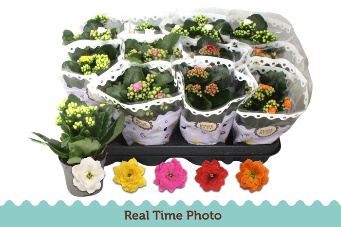 <h4>KAL GE GEM 5 KL</h4>