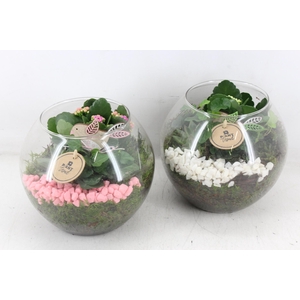 arr2 PL - Glas bol x5 - roze/wit