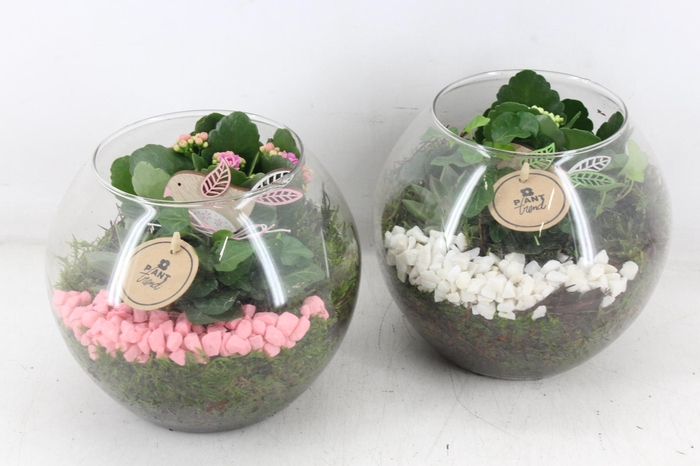 <h4>arr2 PL - Glas bol x5 - roze/wit</h4>