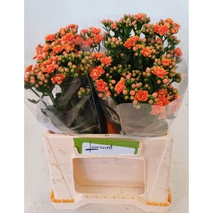 KAL FLAMIN OR MEADOW