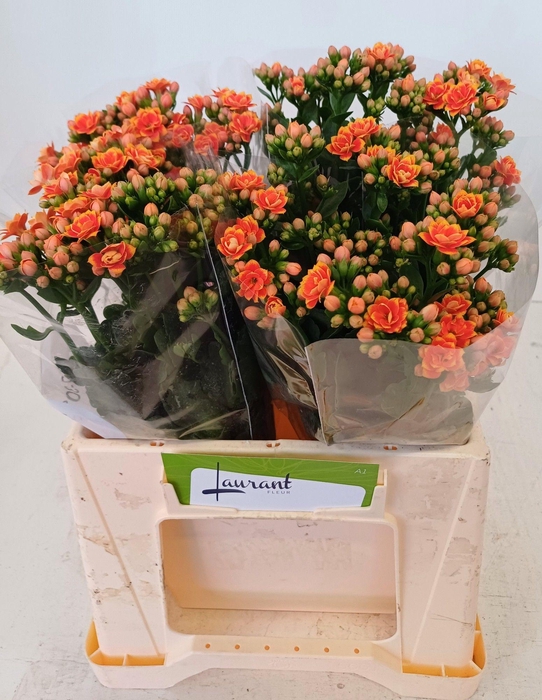 <h4>KAL FLAMIN OR MEADOW</h4>