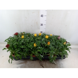 Gazania   ...mix