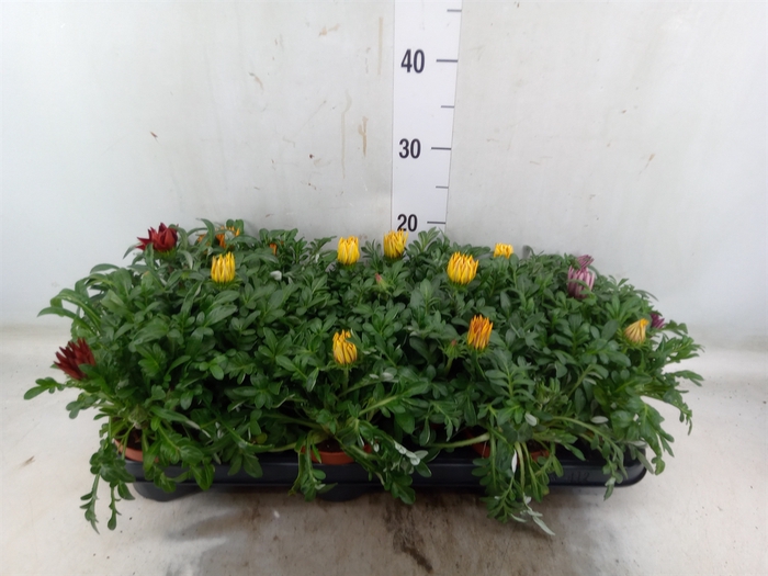 <h4>Gazania   ...mix</h4>