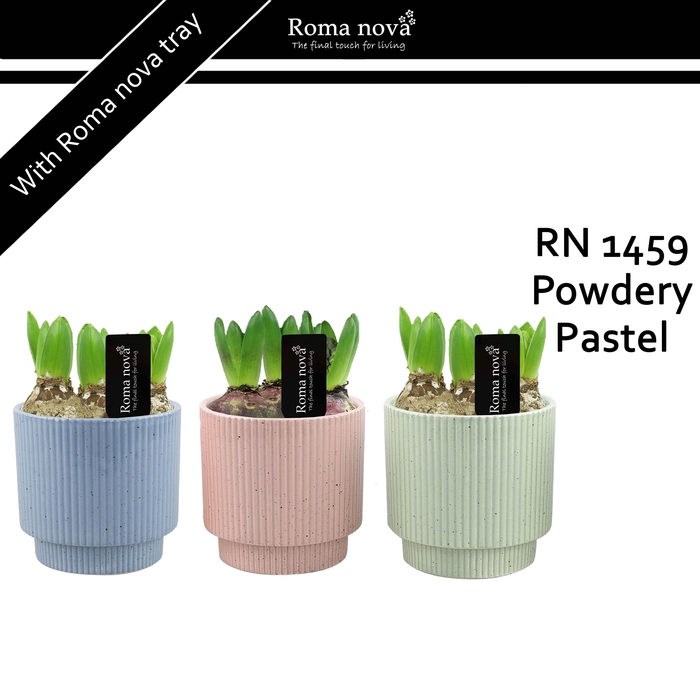 <h4>Hya Rom 1459 Powdery Pastel</h4>