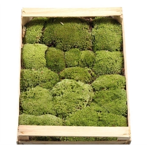 Bolmos Houten Kist 1laag