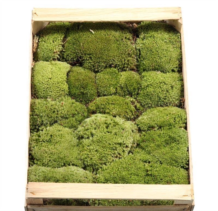 <h4>Bolmos Houten Kist 1laag</h4>