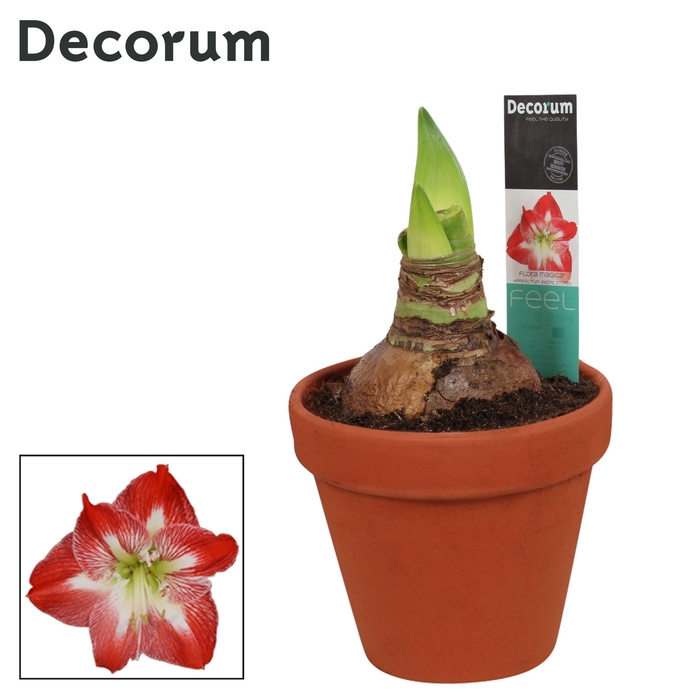 <h4>Amaryllis Exotic Striped 2 Knop Terracotta Steen OP (Decorum)</h4>
