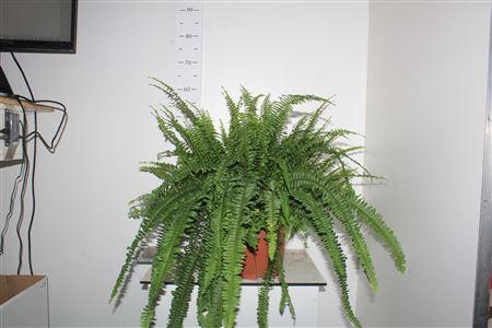 <h4>Nephr Ex Green Lady</h4>