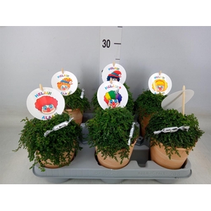 Soleirolia soleirolii   ...green