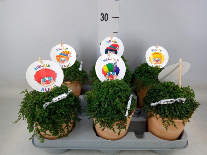 <h4>Soleirolia soleirolii ...green</h4>