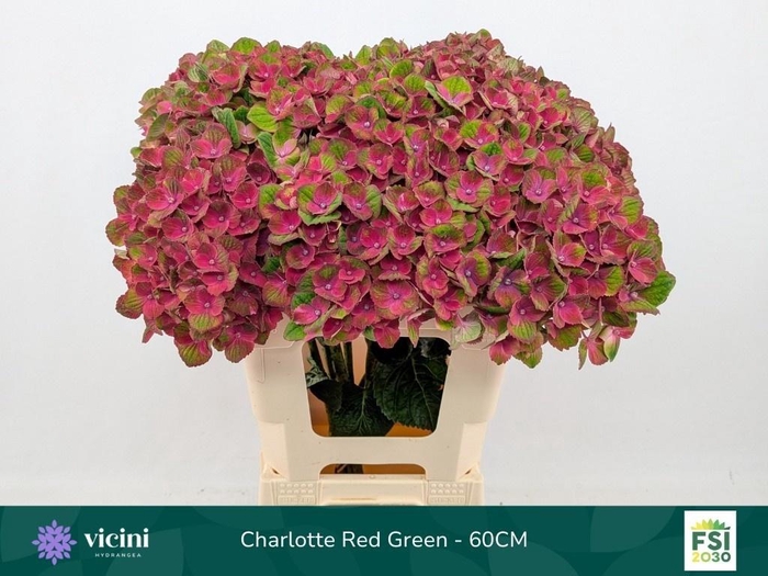 <h4>Hydr M Mag Charlotte</h4>