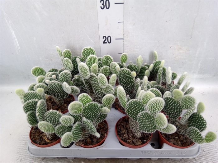 <h4>Opuntia microdasys 'Albispina'</h4>