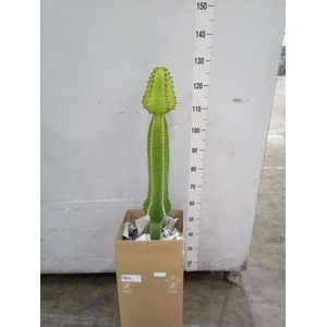 Euphorbia   ...