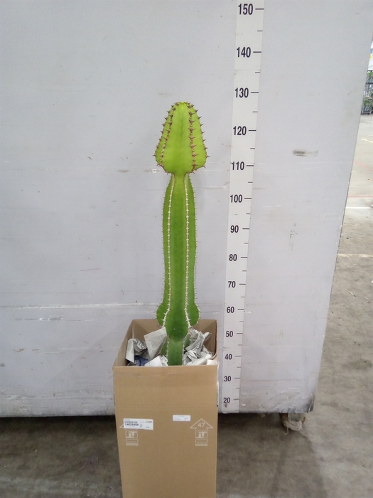 <h4>Euphorbia   ...</h4>