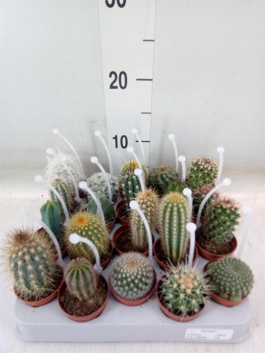<h4>Cactus   ...mix</h4>