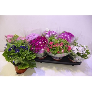 arr8 Senec C Venez Gem