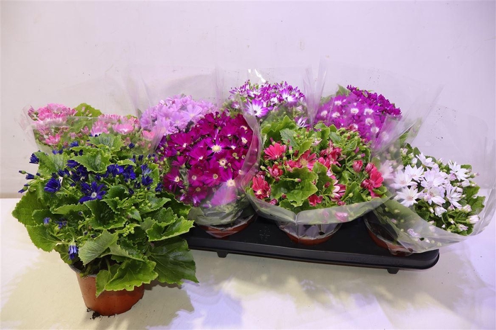 <h4>arr8 Senec C Venez Gem</h4>