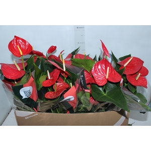 ANTHURIUM QUERIDA P15
