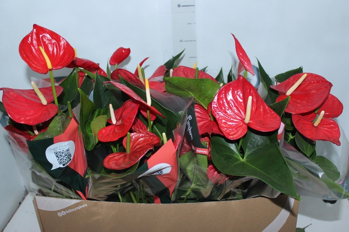 <h4>ANTHURIUM QUERIDA P15</h4>