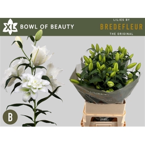 Li Or Du Bo Of Beauty 4+