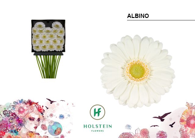 <h4>GE MI ALBINO DIA KAART x60</h4>