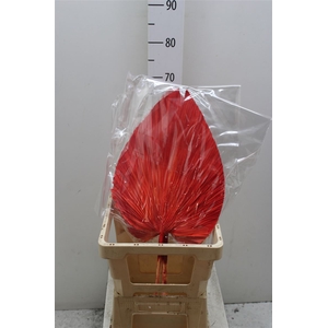 Dried Palmetto Red