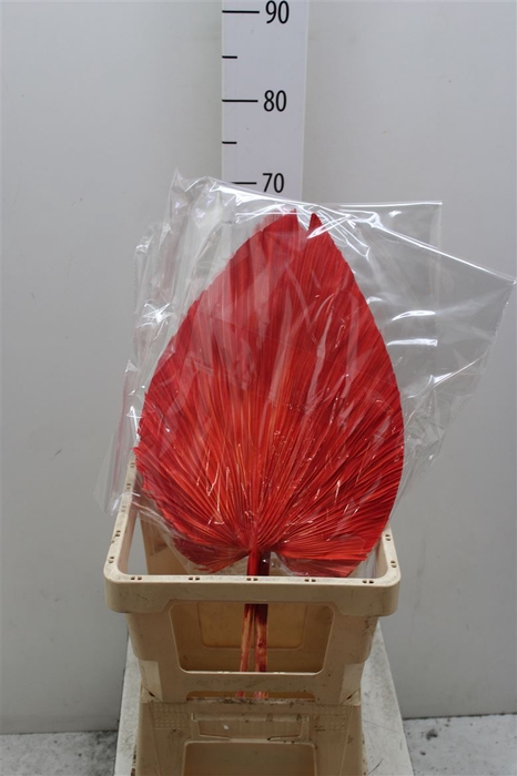 <h4>Dried Palmetto Red</h4>